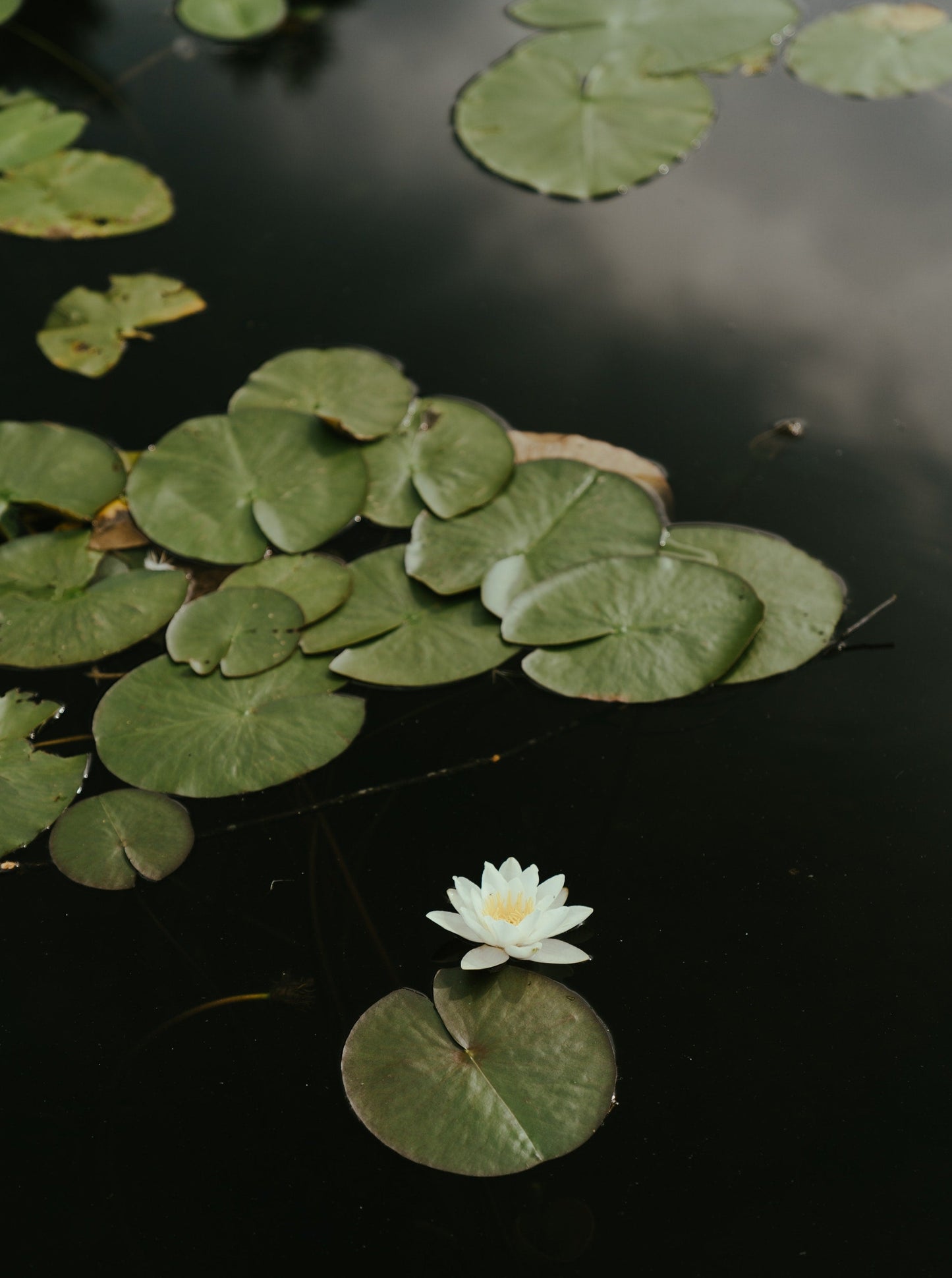 Lea Le Bidan Intuitive Reading Byron Bay.